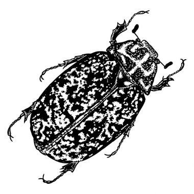 Bokböceği böceği kroki