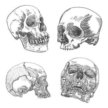 Anatomik kafatasları skeçler kümesi