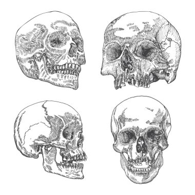 Anatomik kafatasları skeçler kümesi