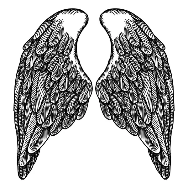Spread set of wings illustration — Stock Vector