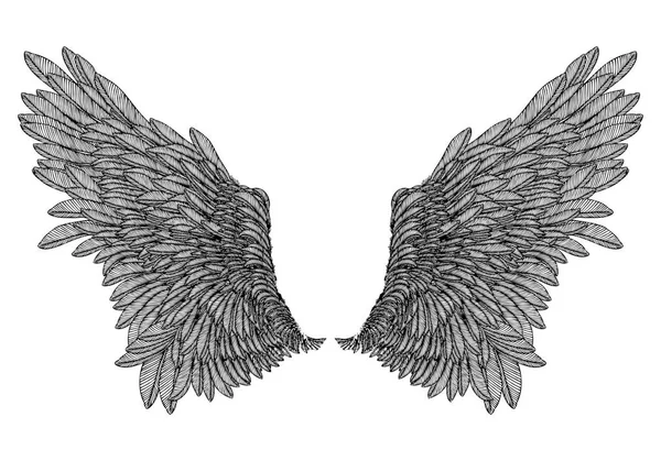 Spread set of wings illustration — Stock Vector