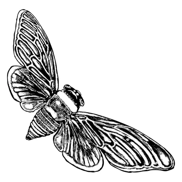 Insect met vleugels schets — Stockvector