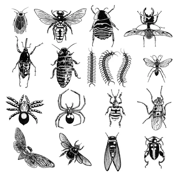 Big set of insects sketches — Stock Vector