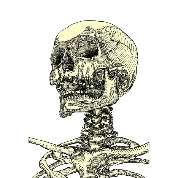 Anatomik kafatası kroki — Stok Vektör