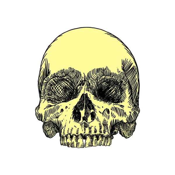 Anatomická lebka skica — Stockový vektor