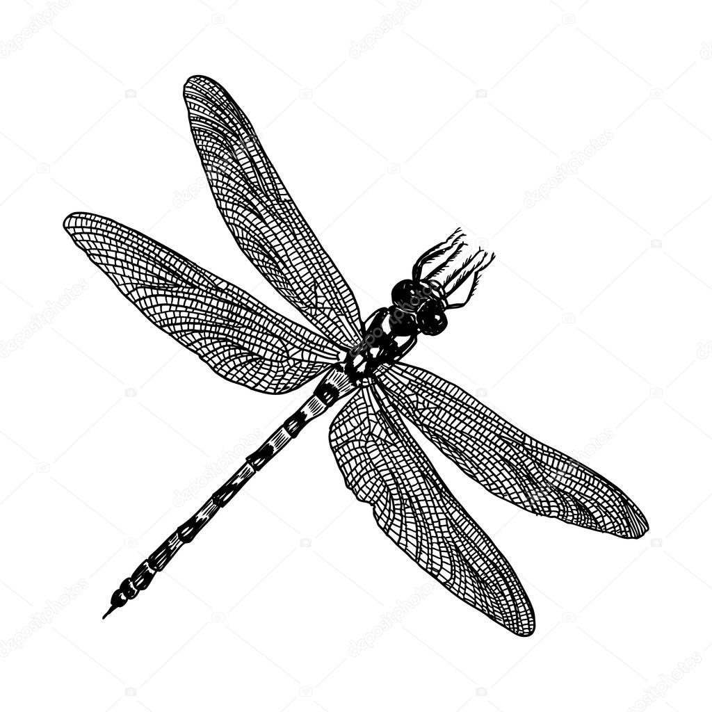 Dragonfly stipple drawing 