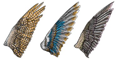 Renkli kanatlar illüstrasyonlar kümesi