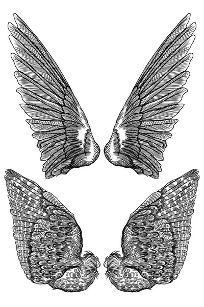 Illustrazione disegnata a mano delle ali degli uccelli — Vettoriale Stock