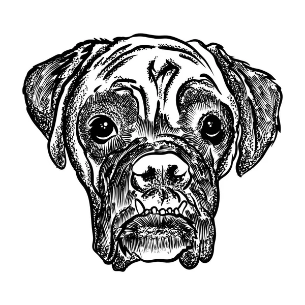 Retrato de Boxer cachorrinho — Vetor de Stock
