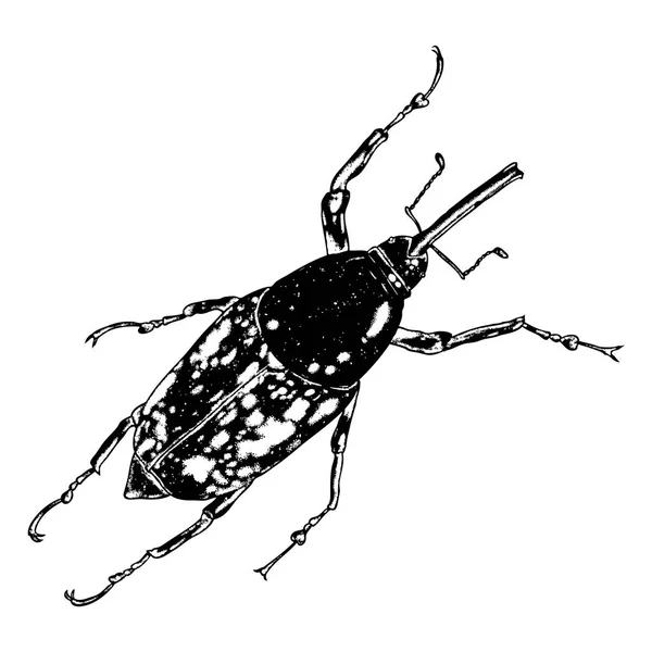 Dibujo de puntada de insecto — Vector de stock