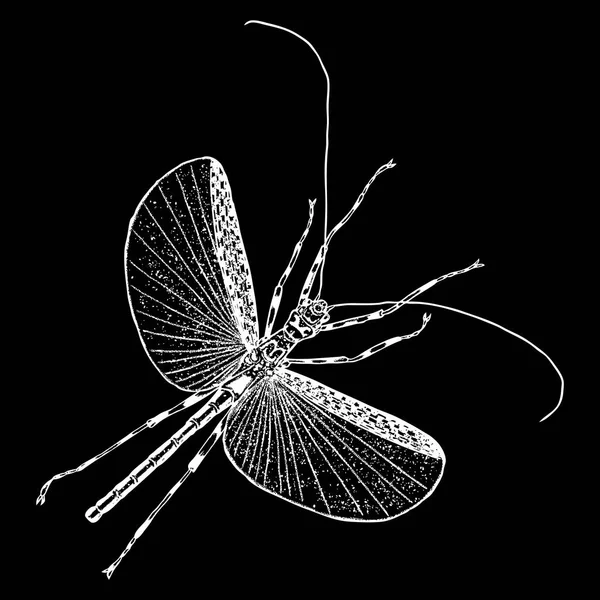 昆虫の点描を描く — ストックベクタ