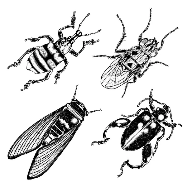Grande conjunto de esboços de insetos — Vetor de Stock