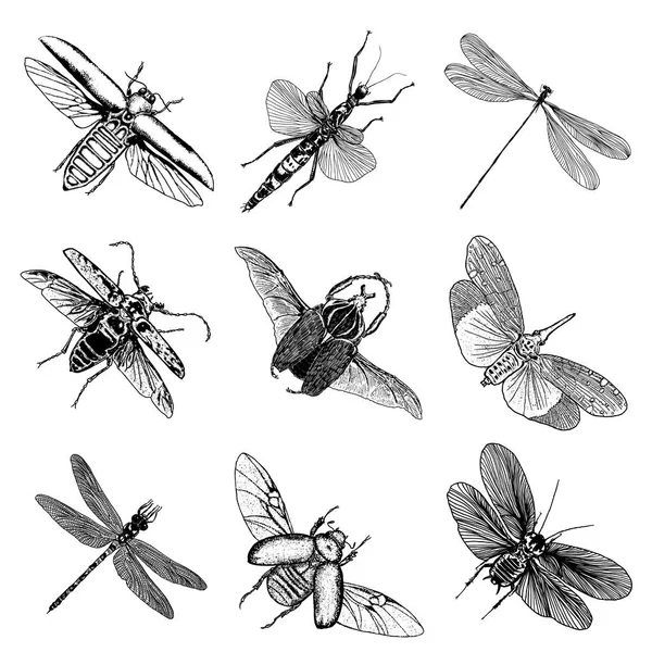 Gran juego de bocetos de insectos — Archivo Imágenes Vectoriales