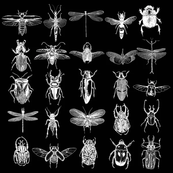 Big set of insects sketches