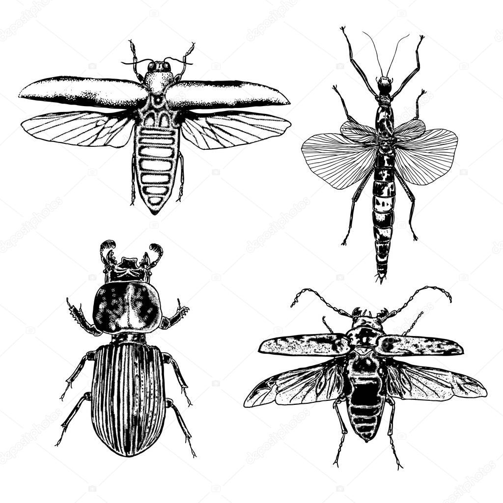 Big set of insects sketches