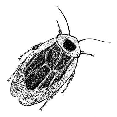 Çizim böcek noktalarla 