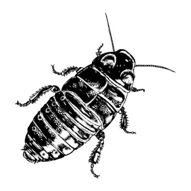 Çizim böcek noktalarla 