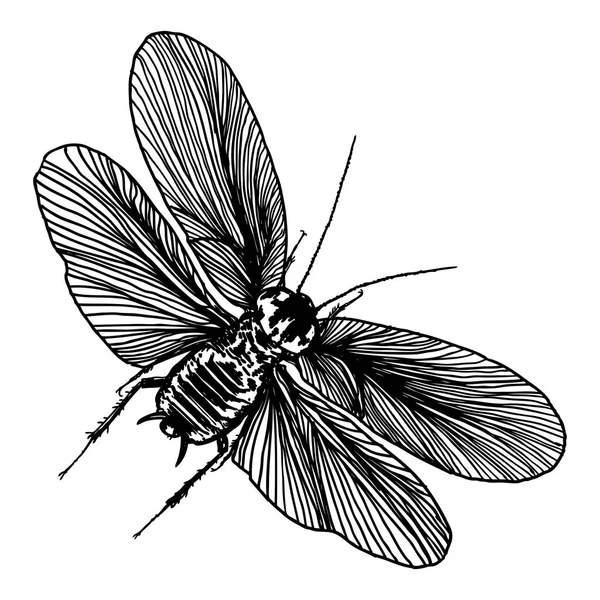 Fliegendes Insekt mit Flügeln Skizze — Stockvektor
