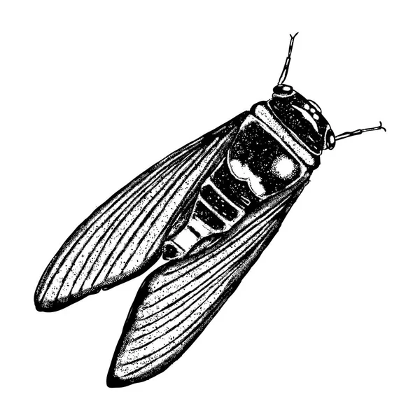 Çizim böcek noktalarla 