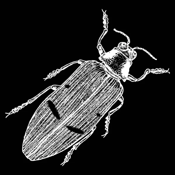 Escarabajo escarabajo dibujo — Archivo Imágenes Vectoriales