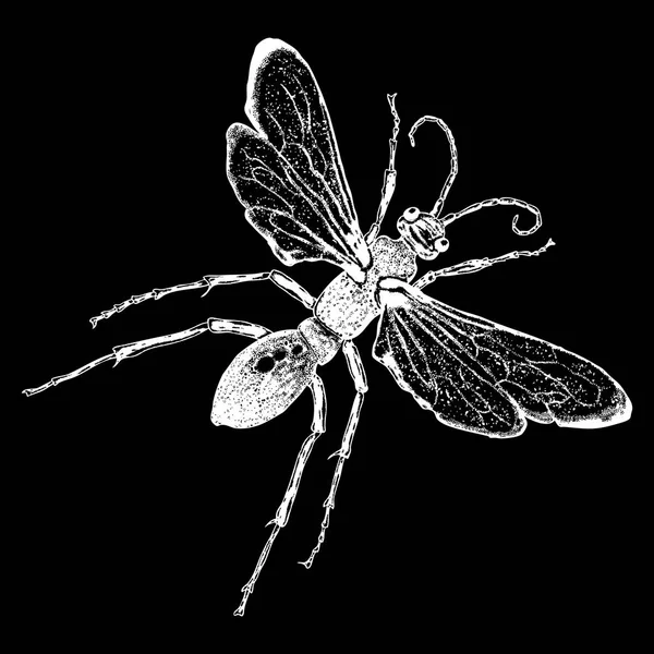 Létající hmyz s křídly skica — Stockový vektor