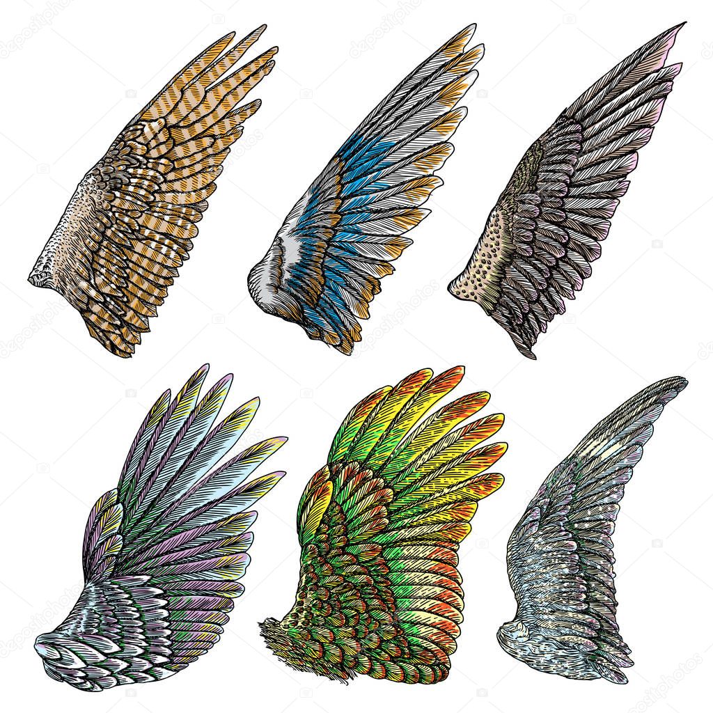 Set of colourful bird wings 