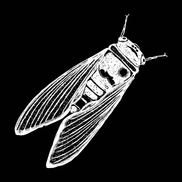 그리기 곤충 점각 — 스톡 벡터