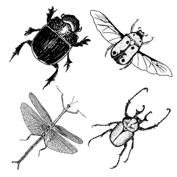 Big set of insect drawings — Stock Vector