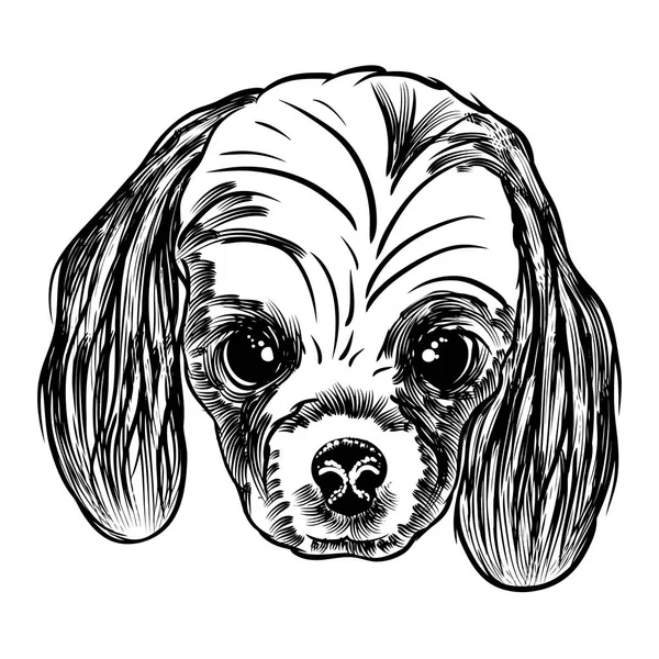 コッカースパニエル犬の肖像画 — ストックベクタ