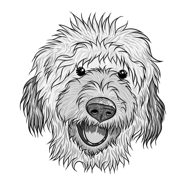 Labradoodle köpek portresi