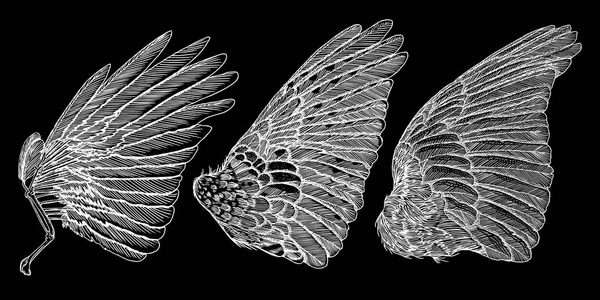 Hand drawn wings set — Stock Vector