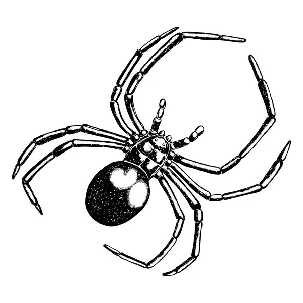 Desenho estilo de sombreamento de aranha — Vetor de Stock