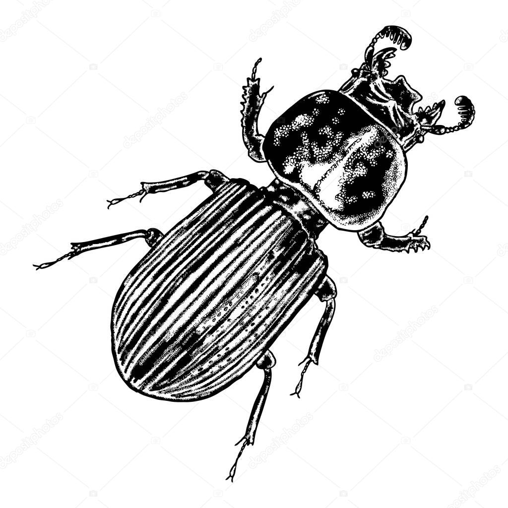 Scarab beetle sketch