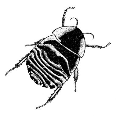 Çizim böcek noktalarla