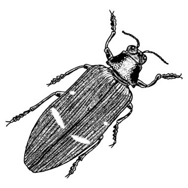 Bokböceği böceği kroki