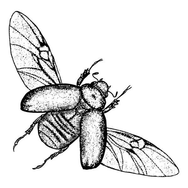 圣甲虫甲虫素描 — 图库矢量图片