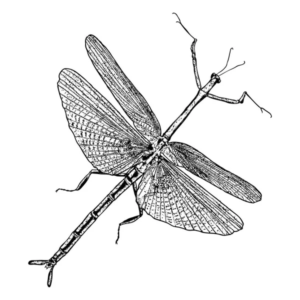 Esbozo del insecto volador — Vector de stock