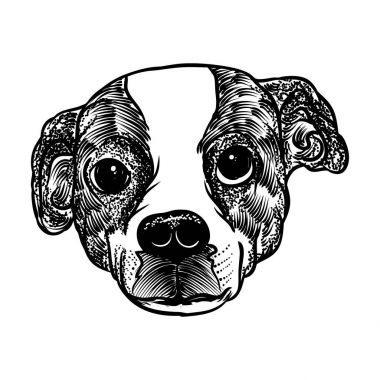 beagle köpek portresi