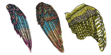 Ve güzel renkli kuş kanatlar