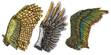 Ve güzel renkli kuş kanatlar