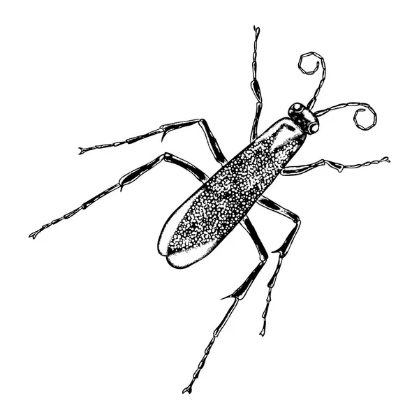 Hmyzu ručně tažené skica — Stockový vektor