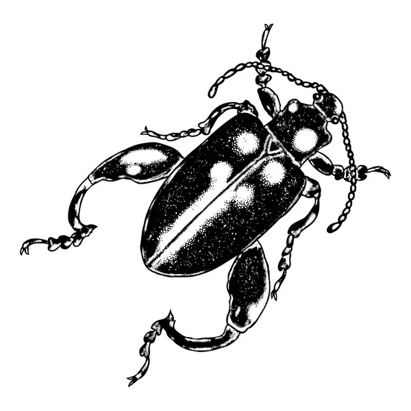 Insect stipple drawing — Stock Vector