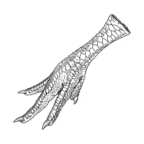 Chicken foot drawing Stock Vector Image by ©goldenshrimp 144615791