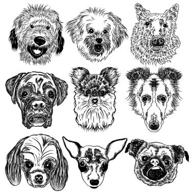 Koleksiyonu farklı köpek doğurmak