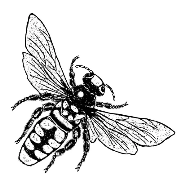 Croquis d'insectes dessin — Image vectorielle
