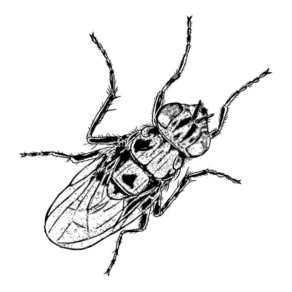 Croquis d'insectes dessin — Image vectorielle