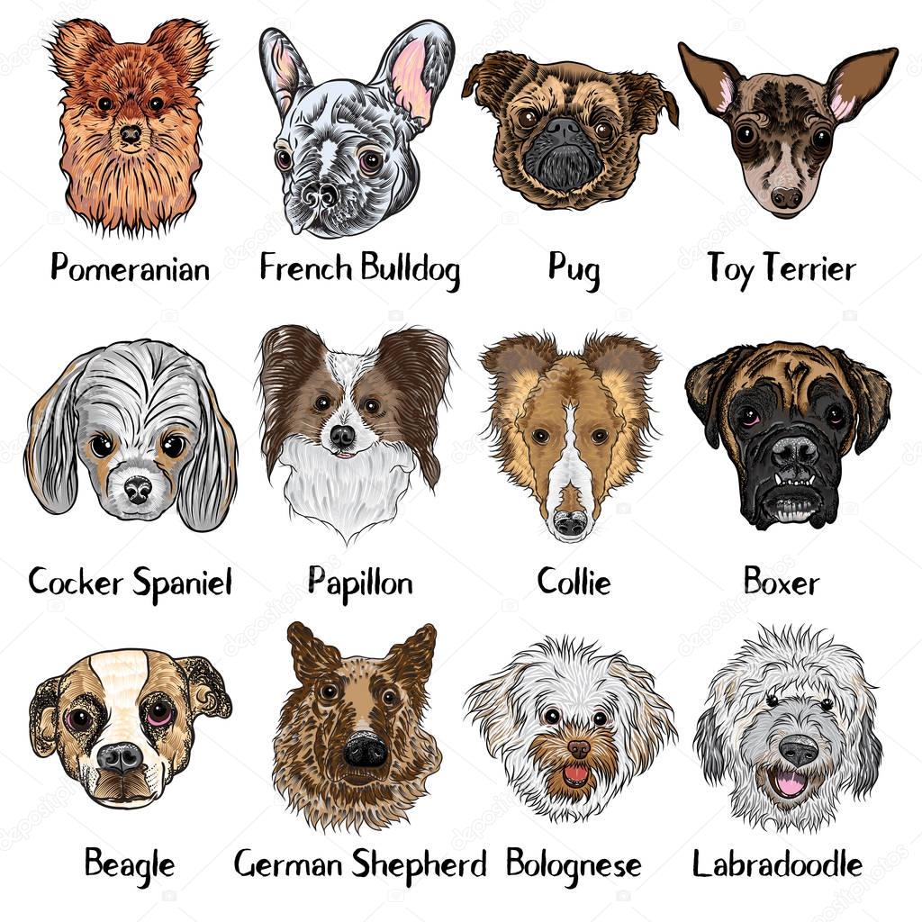 Collection of different dogs breeds — Stock Vector © goldenshrimp