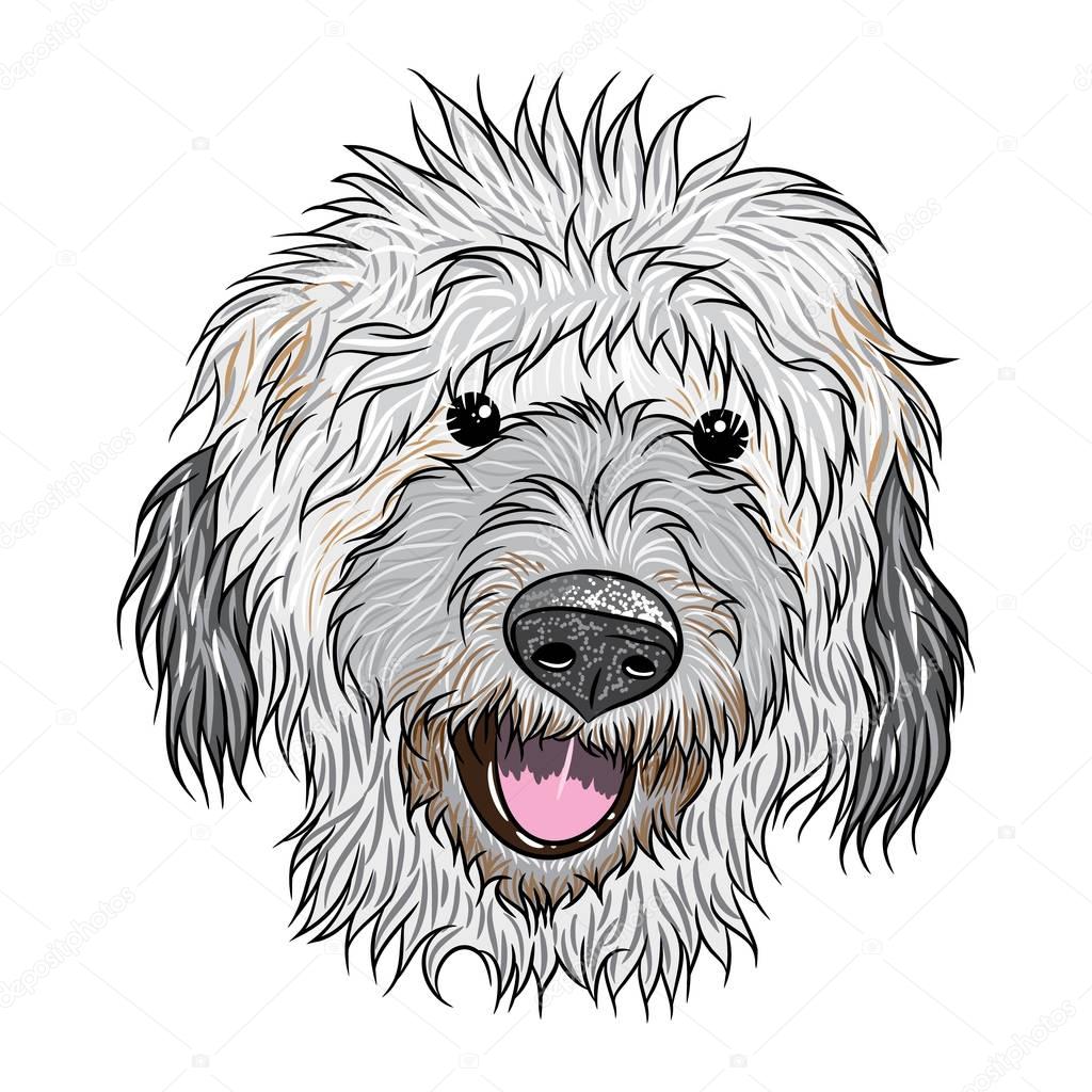 Portrait of Labradoodle puppy