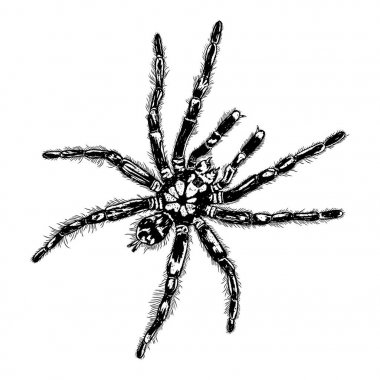 Çizim böcek noktalarla