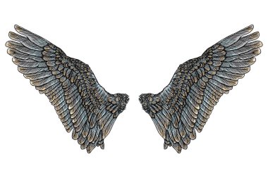 Renkli kuş kanatları 